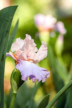 DSR_6785-P