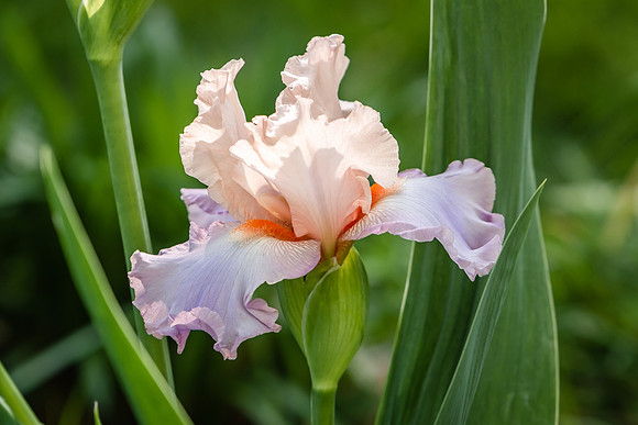 DSR_6792