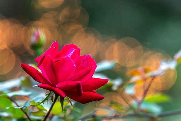 DSR_6957-P