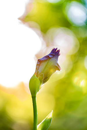 DSR_6977-P