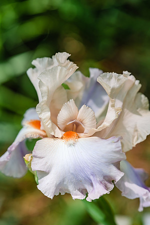DSR_7058