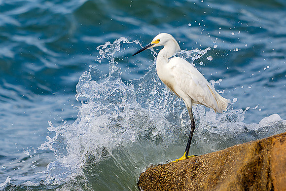 DSR_9984-P